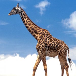 Giraffe-iphone4wallpaper
