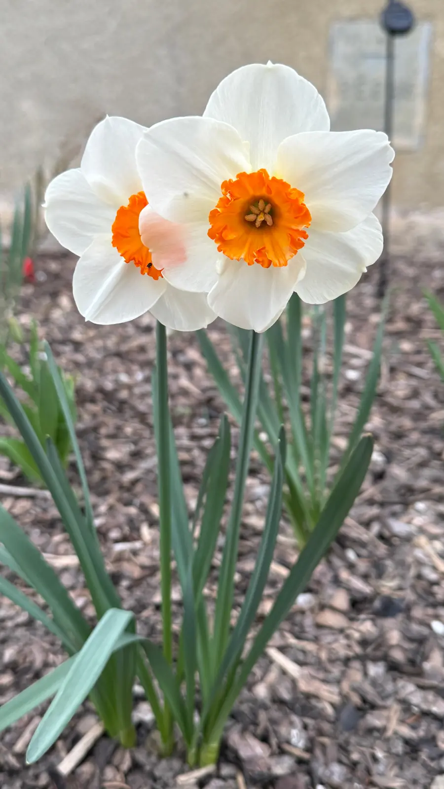 Image 29.webp