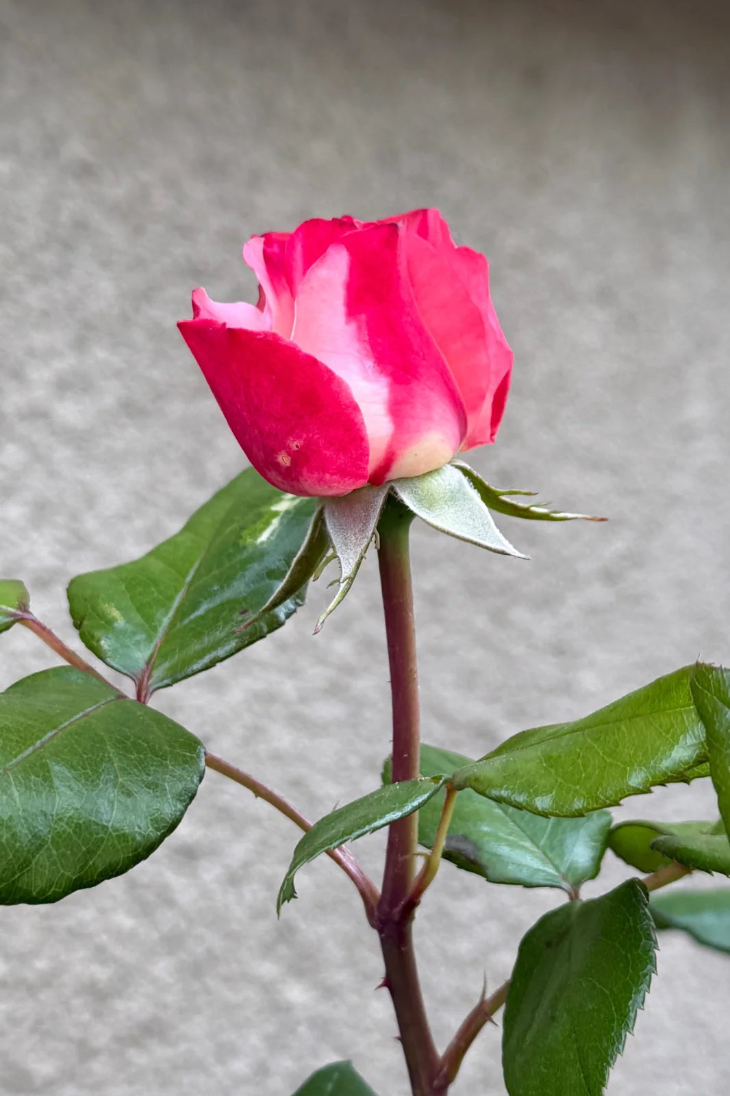 Image 7.webp