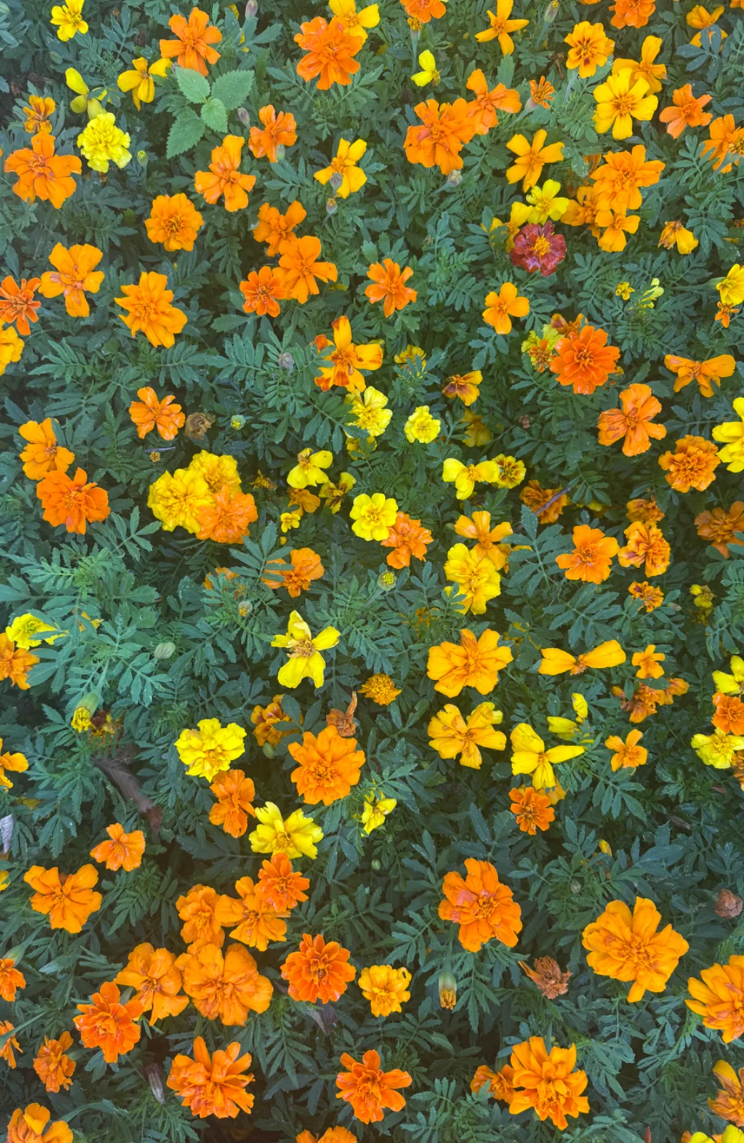 IMG_3808.webp