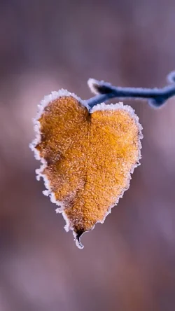 $snow-and-yellow-leaves-wallpaper.webp