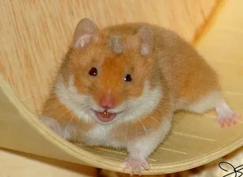 $funny hammie.webp