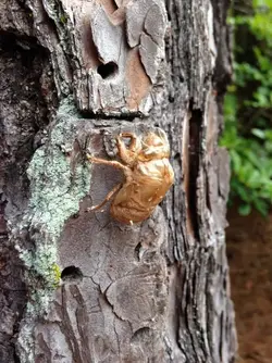 $cicada shell.webp