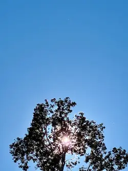 IMG_3389.webp