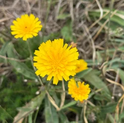 Photos taken with the iPhone 16 Series