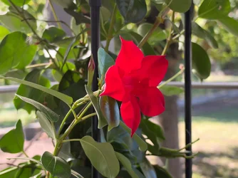 Photos taken with the iPhone 18 series