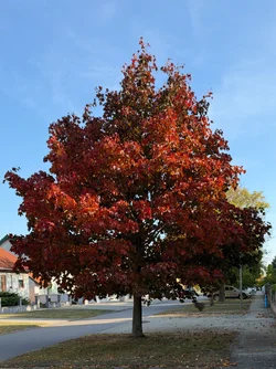 Photos taken with the iPhone 18 series