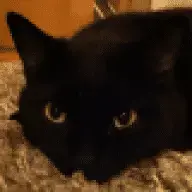 Swoodyx