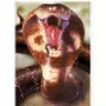KingCobra
