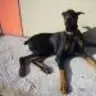 Rosco