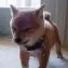 tatooki