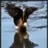 eagleshadow