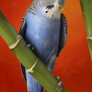 iphone-4-wallpapers-parrot