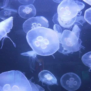 Jellyfish