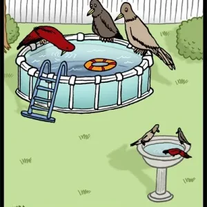 BirdBathPool.jpg