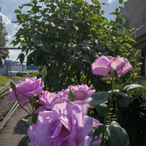 A560A7ED-DDFC-4C34-9BD8-90C0132A3CFA.jpeg