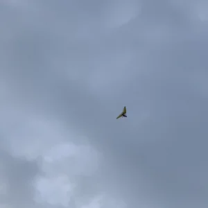 F02553C0-ADD9-48EF-9199-62956970573C.jpeg
