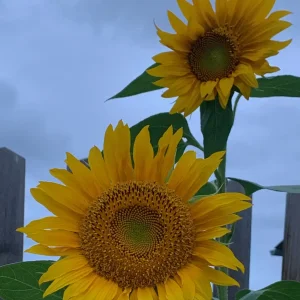 F426D885-F7E5-4E60-86C4-30626194B0B7.jpeg
