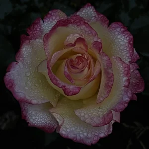 51081859-E954-4D3C-BE29-8D6AAD45F69B.jpeg
