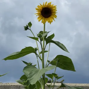 791FAAC2-C06B-49B9-A532-2ED3E1811BC7.jpeg
