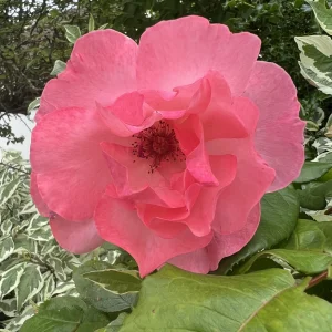 IMG_2259.jpeg