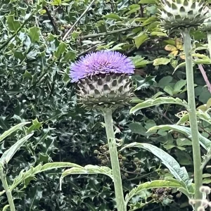 IMG_4119.jpeg