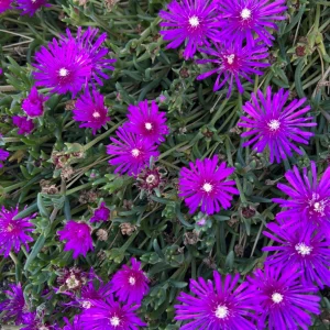 IMG_4501.jpeg