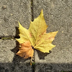 IMG_8726.jpeg