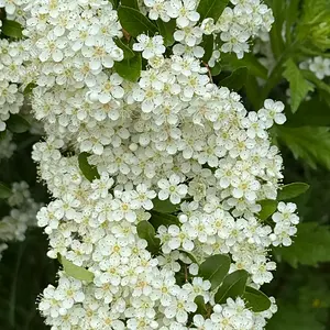IMG_0522.webp