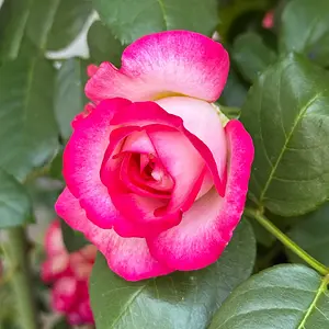 IMG_2193.webp