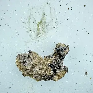 Media 'IMG_1371.webp' in category 'iPhone 16'