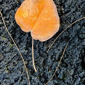 Media 'IMG_1521.webp' in category 'iPhone 16'