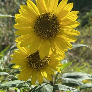 IMG_0661.jpeg