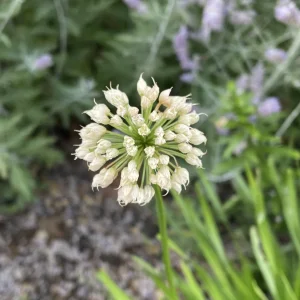 IMG_3431.jpeg
