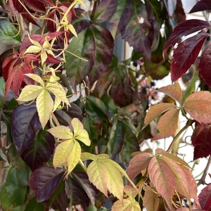 IMG_2648.jpeg