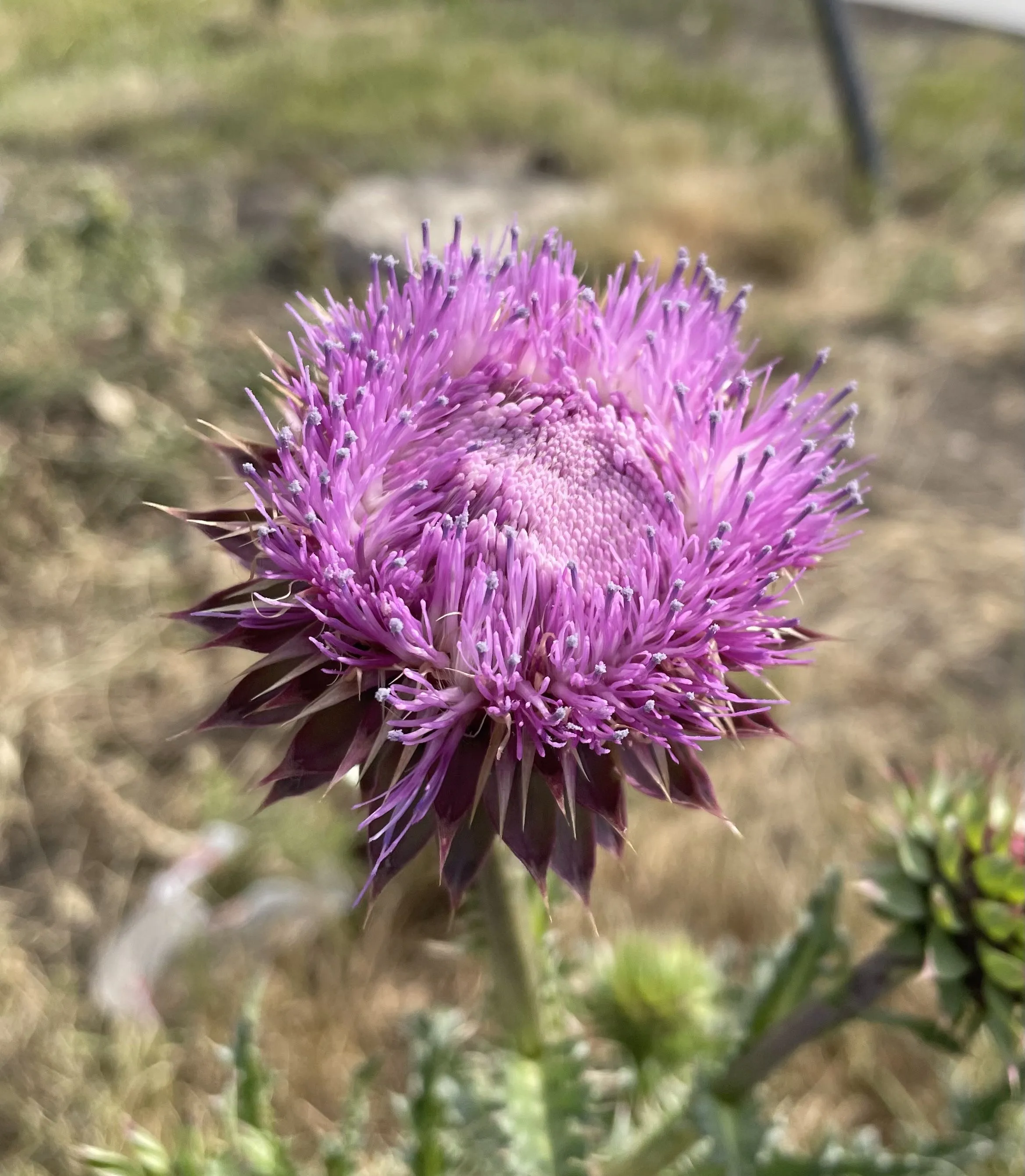 0081C463-BC57-4D0A-A706-4FBAEF1283FC.jpeg