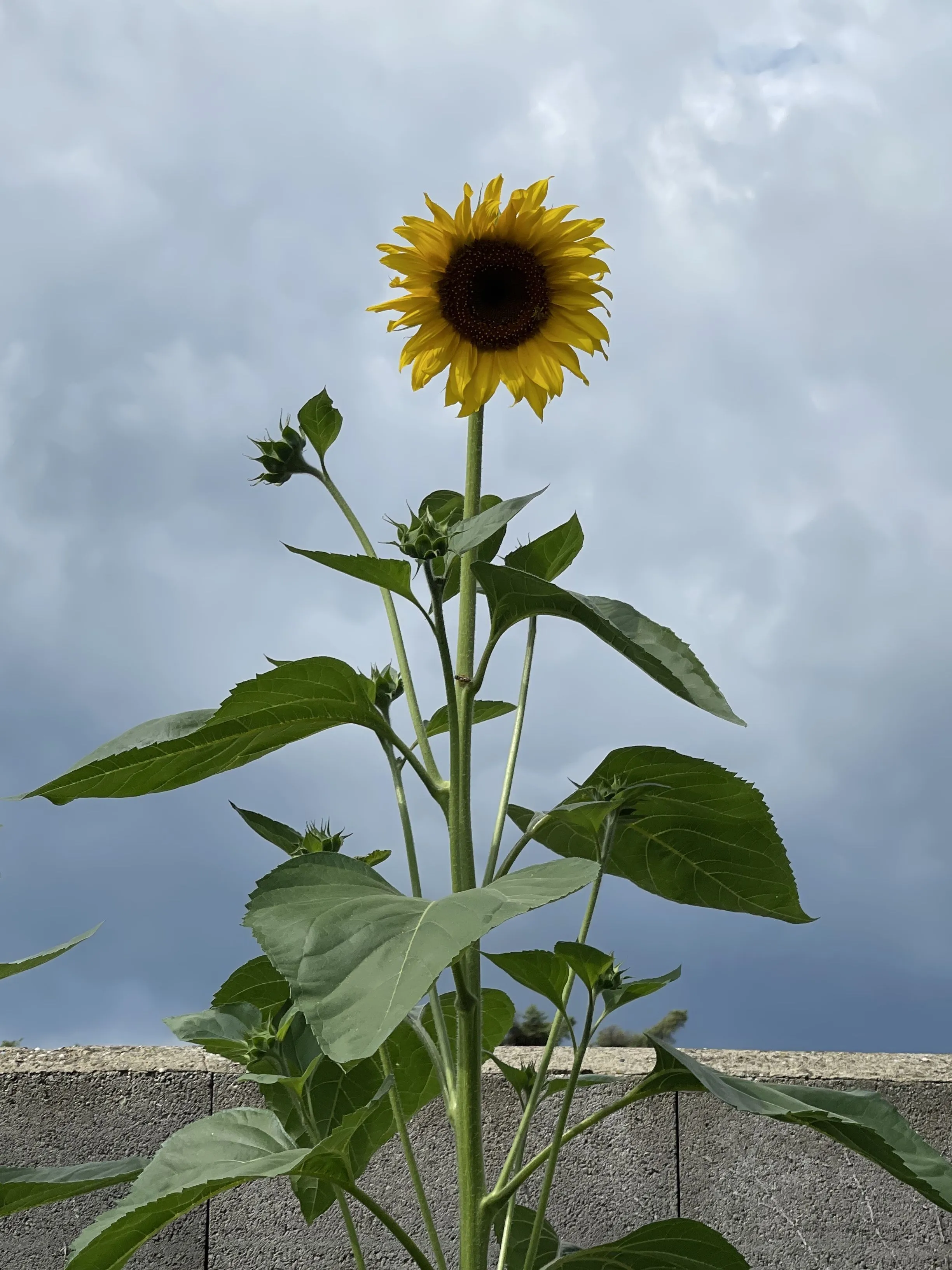 791FAAC2-C06B-49B9-A532-2ED3E1811BC7.jpeg