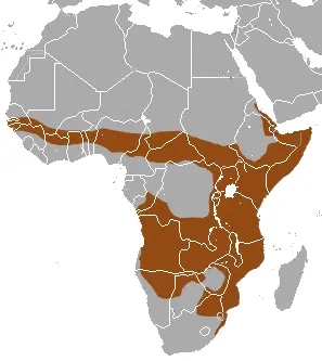 Banded_Mongoose_area.png