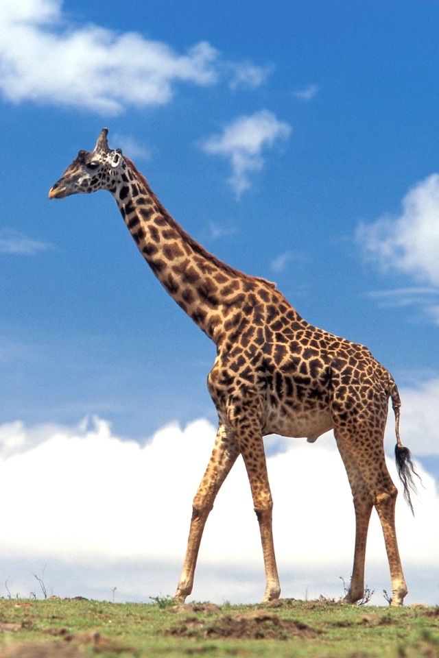 Giraffe-iphone4wallpaper
