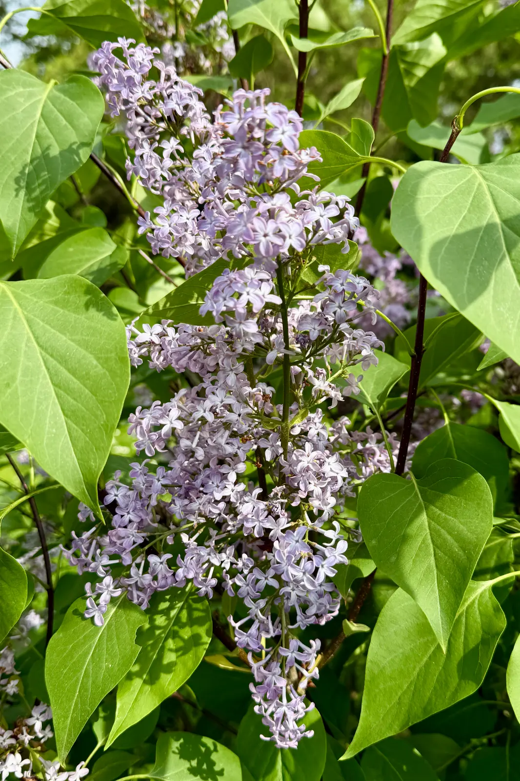 IMG_0354.webp