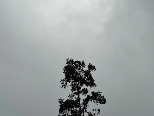 IMG_0575.webp
