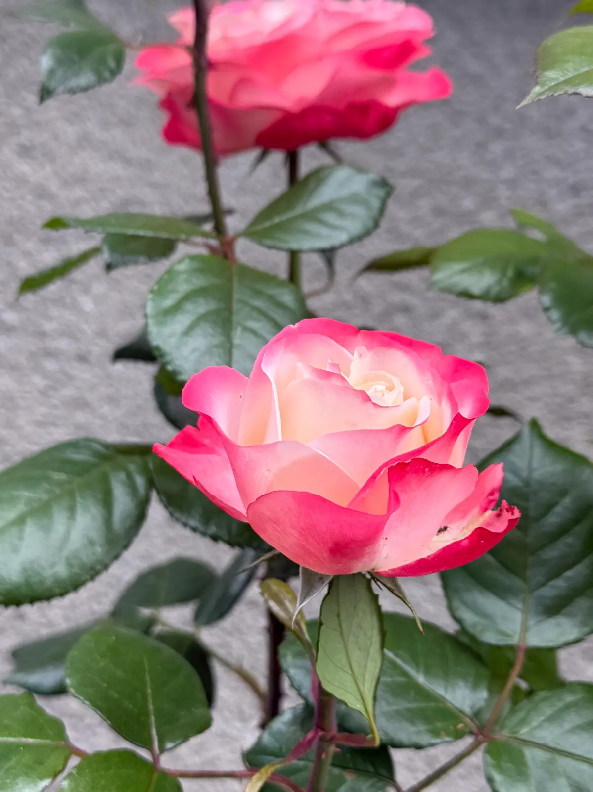 IMG_0646.webp