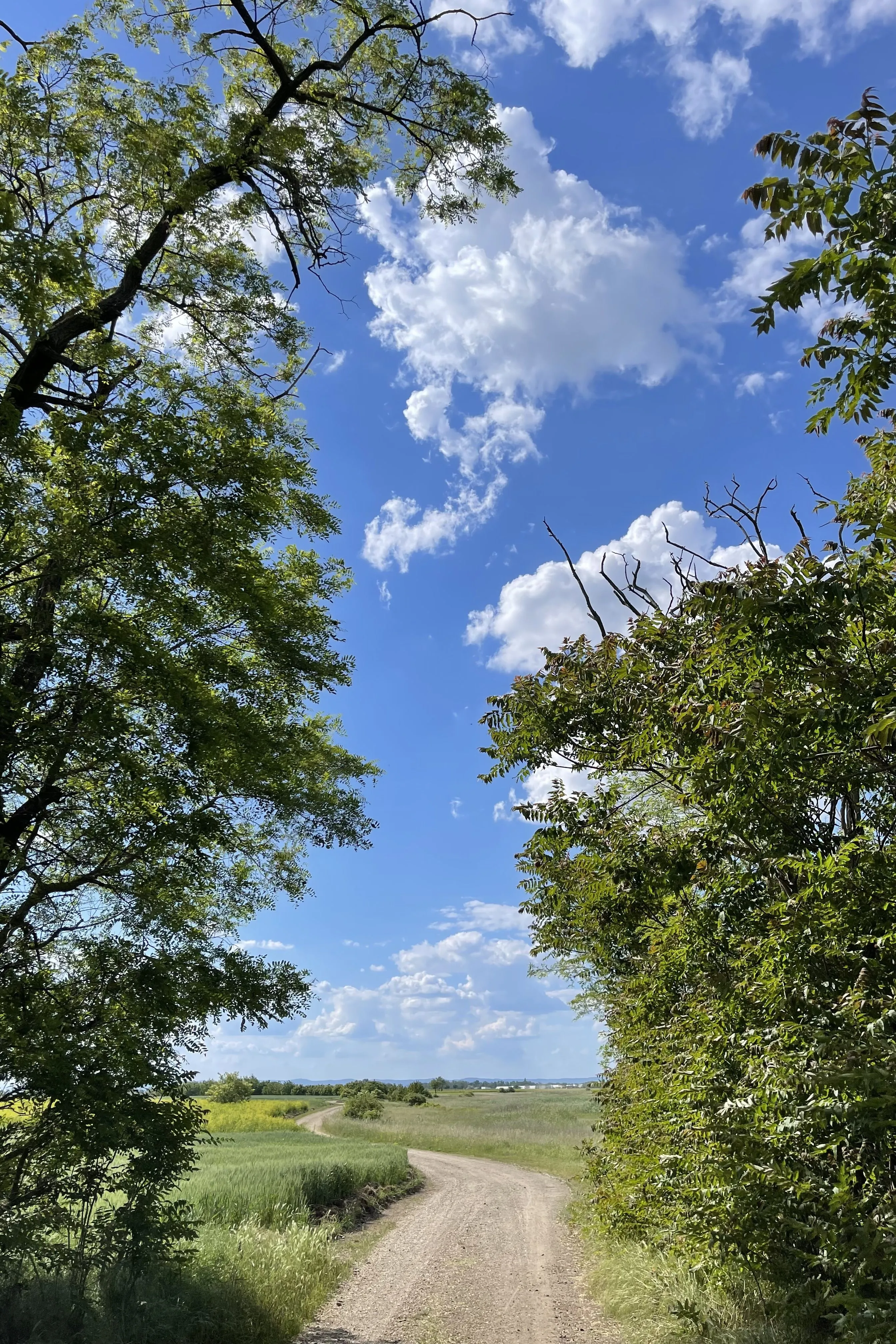 IMG_5446.jpeg