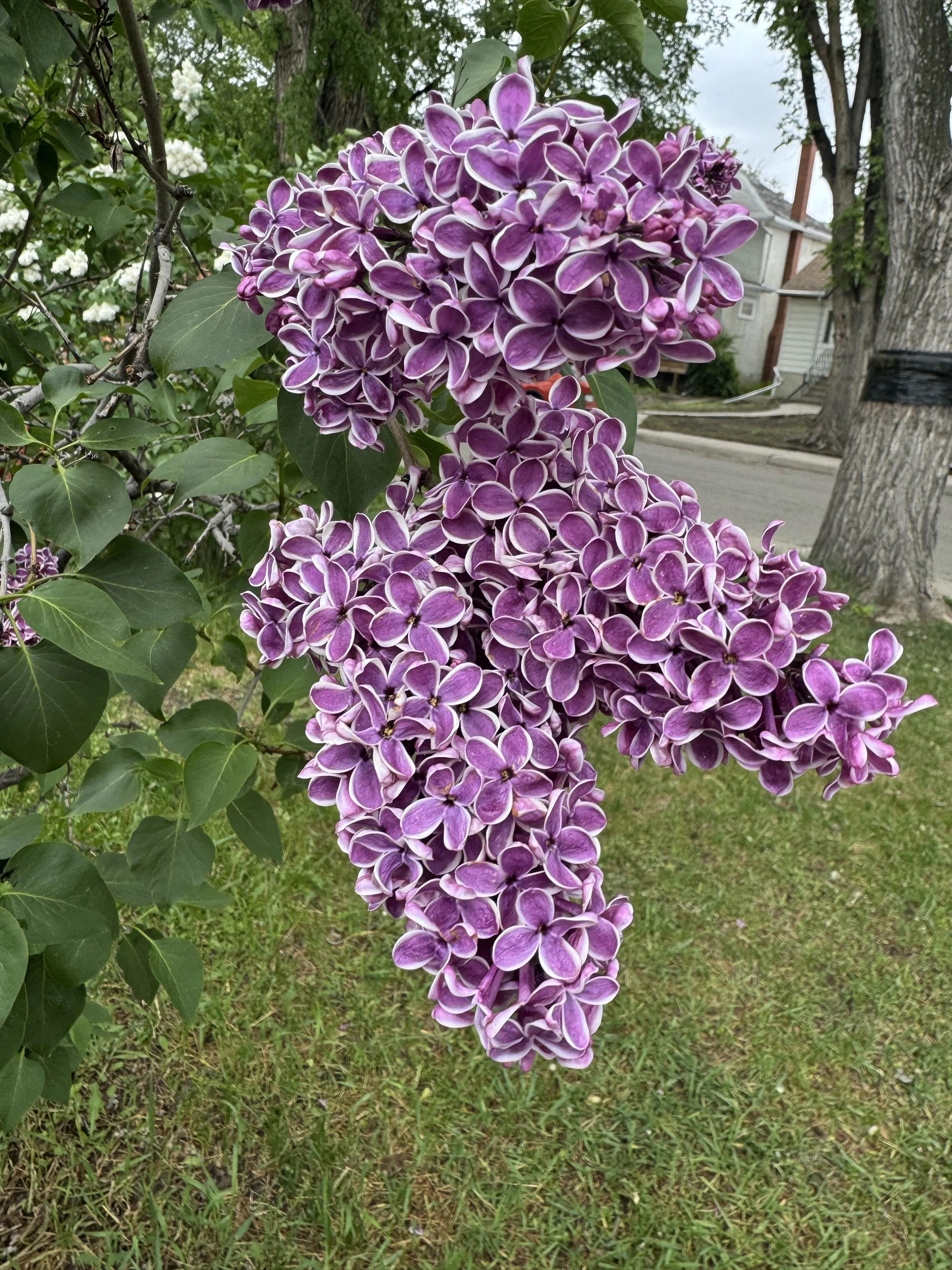 IMG_5905.jpeg