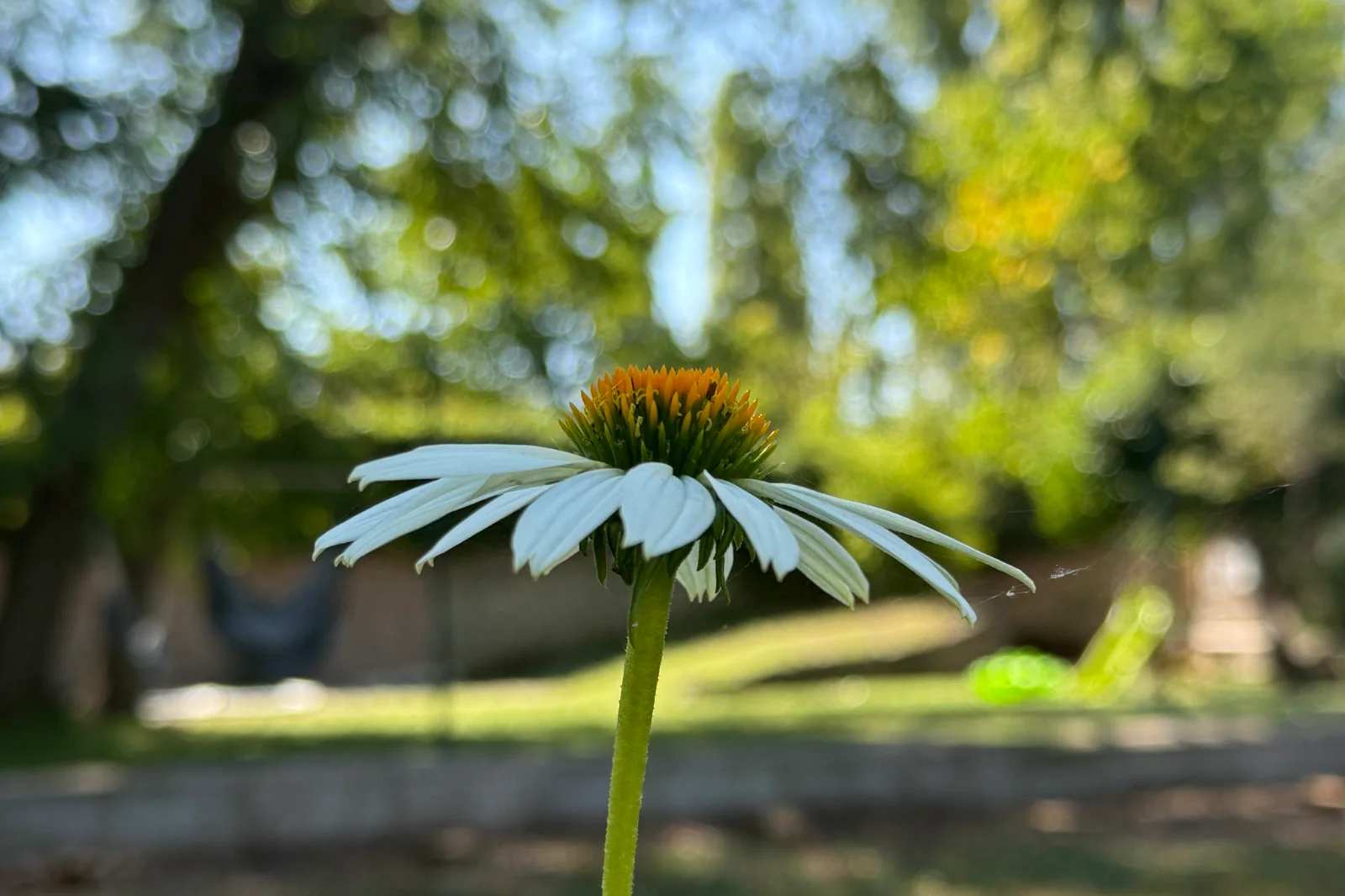 IMG_6493.webp