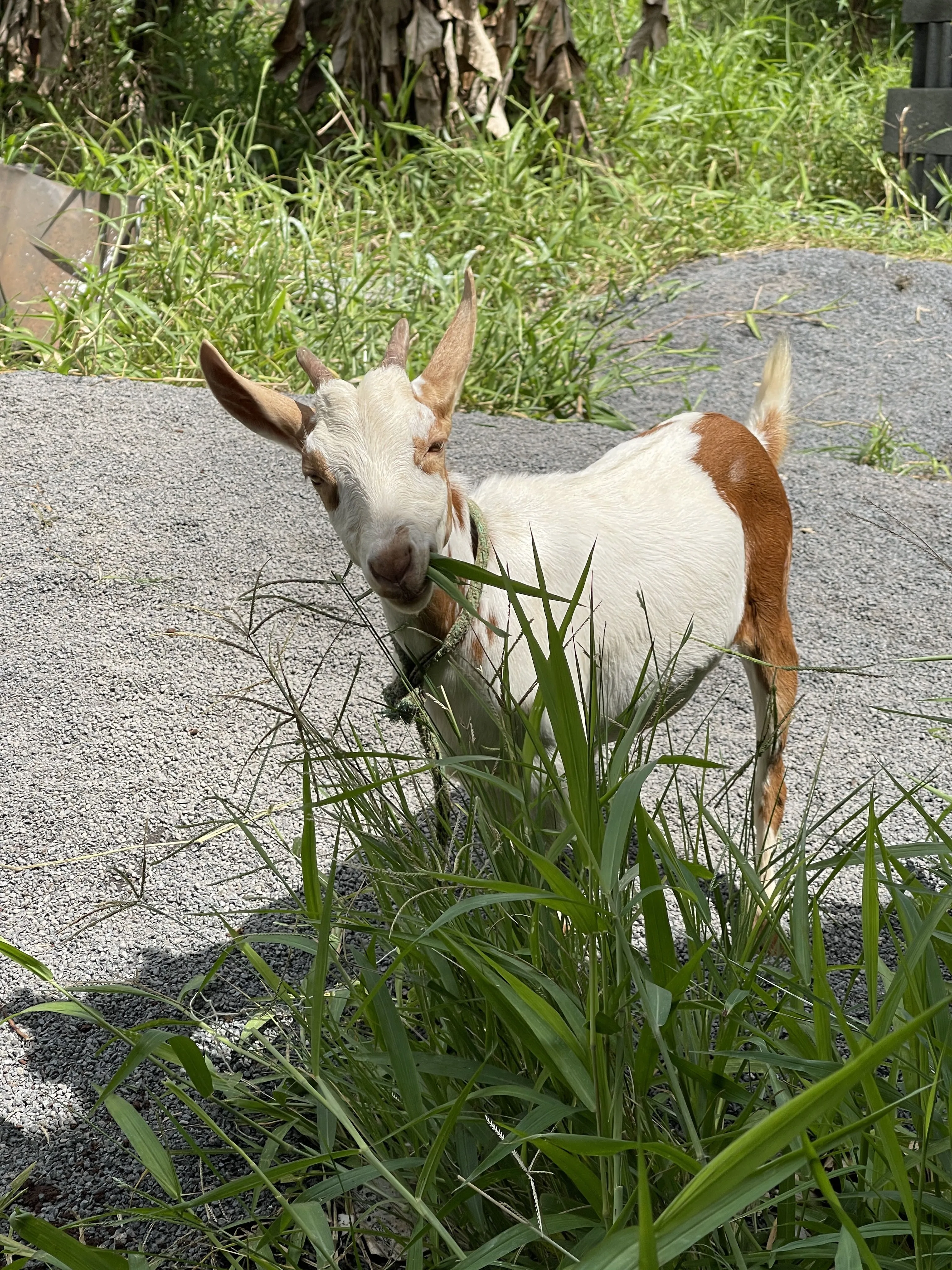 IMG_6509.jpg