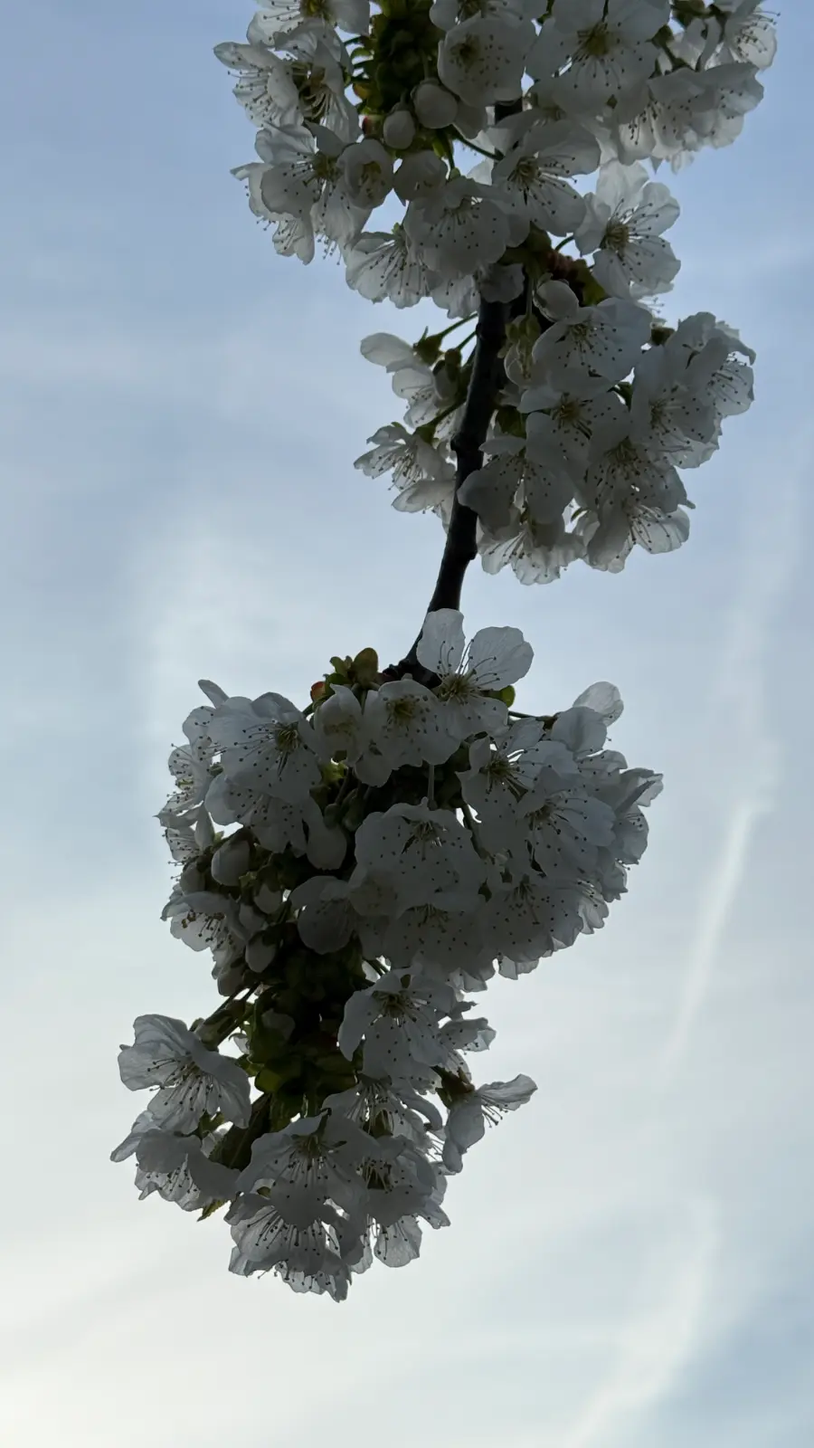 IMG_9906.webp