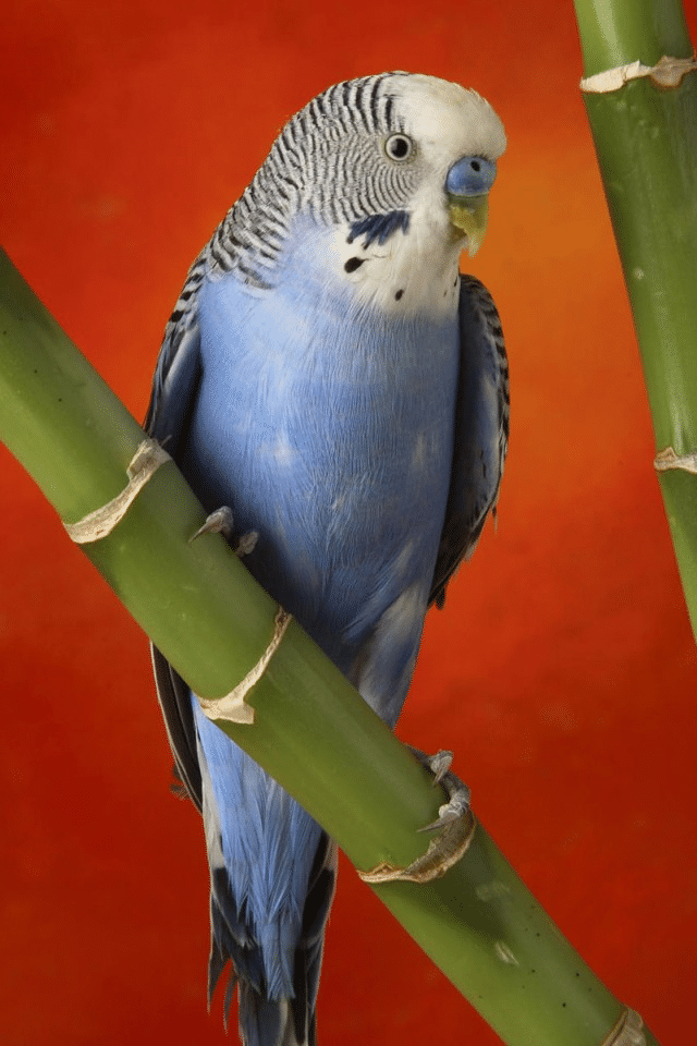 iphone-4-wallpapers-parrot