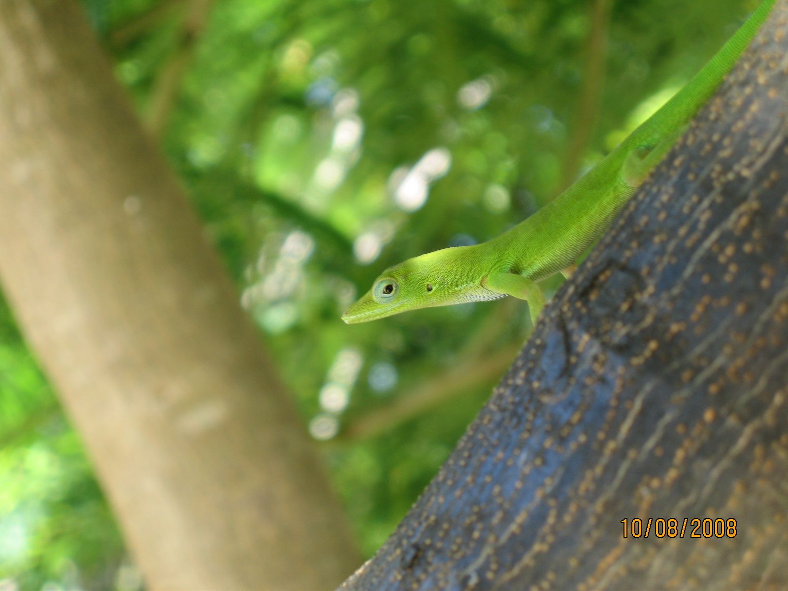 Tree Lizard