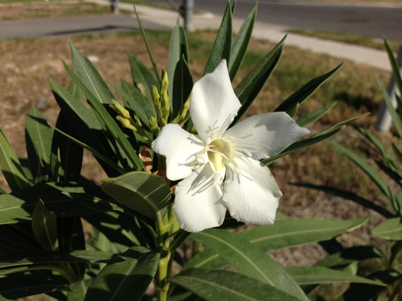 iphone4s-photo1-idan.png